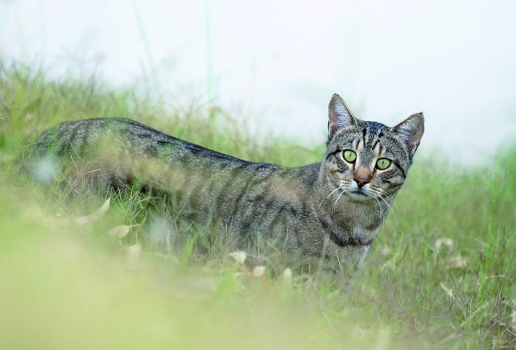 Felixer, the grooming trap, works to control feral cats