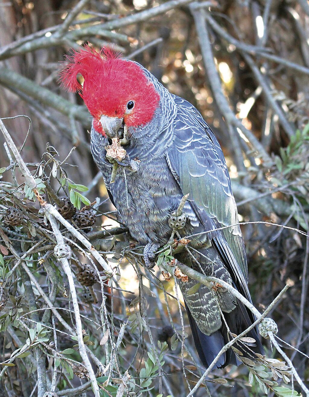 Bird Of The Month April 2023 Gippsland Times   Gang Gangcockatoo 79943 